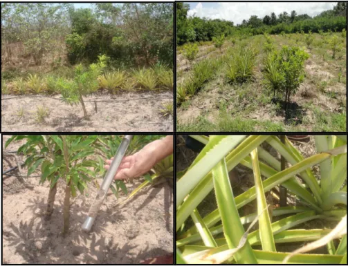Figura  3.  Áreas  cultivadas  com  abacaxizeiro  MD2,  abacaxizeiro  Imperial,  sapotácea  BRS  228,  controle sem planta e vegetação natural no município de Trairi/CE