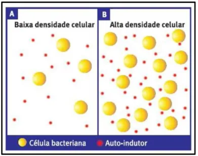 FIGURA 2. Princípio de funcionamento do quorum sensing: se há poucas bactérias (A), a concentração de auto- auto-indutores é baixa e não detectável; mas se a densidade populacional aumenta (B), essa concentração atinge um  limiar a partir do qual tais molé