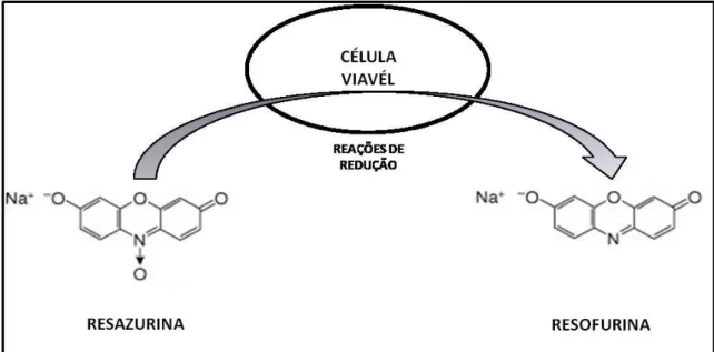 FIGURA  3.  Representação  da  redução  da  molécula  de  resazurina  a  resofurina.  Fonte:  Figura  adaptada  de  www.promega.com