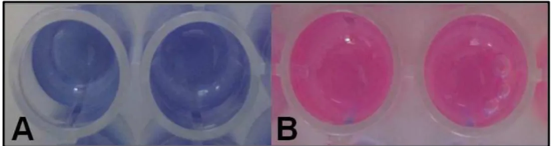 FIGURA 12. Leitura visual do teste de microdiluição com resazurina. (A) Resazurina permanece azul em poços  sem atividade metabólica/crescimento bacteriano