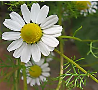 Figura 02: Flores da camomila (Matricaria chamomilla)  