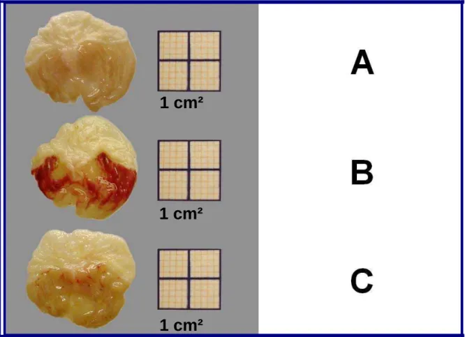 Figura 5 - Aspectos macroscópicos de estômago de camundongos em modelo de lesões  gástricas induzidas por etanol 