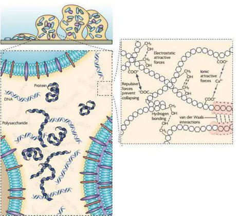 Figura  1  –   Esquema  da  estrutura  e  composição  da  matriz  extracelular  do  biofilme  (adaptado de FLEMMING; WINGENDER, 2010)