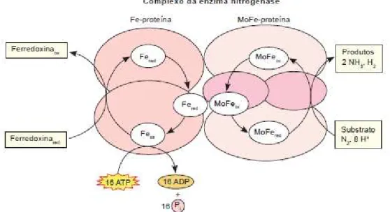 Figura 2. Reação catalisada pelo complexo enzimático da nitrogenase (TAIZ &amp; ZEIGER, 2009).