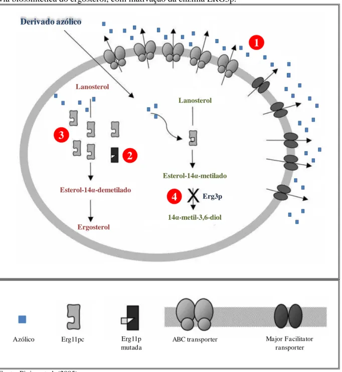 Figura 6  –  Principais mecanismos de resistência aos azólicos em  Candida  spp. (1) Diminuição  da  concentração  da  droga,  devido  à  super-expressão  de  proteínas  tipo  ABC   ( ATP-binding  cassete )  transporter  e  Major Facilitator  transporter 