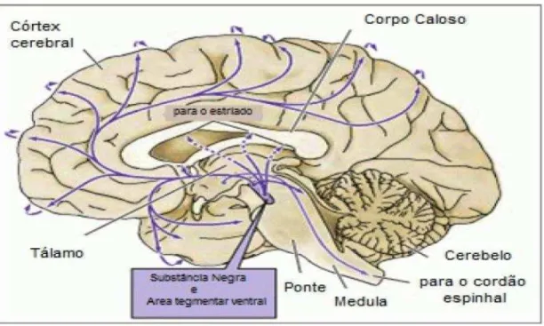 Figura 2.  Vias dopaminérgicas no Sistema Nervoso Central 