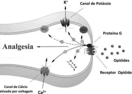 Figura  3  –  Analgesia  mediada  por  receptor  opióide  nos  terminais  periféricos  dos neurônios sensoriais primários 