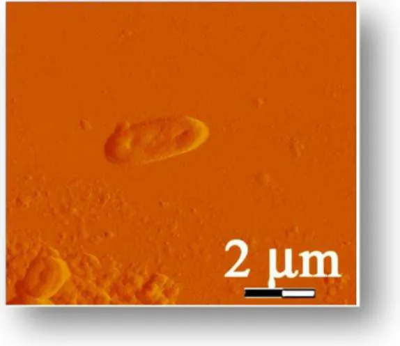 Figura 1. Imagem de  K. pneumoniae  obtida por microscopia de força atômica (MFA). 