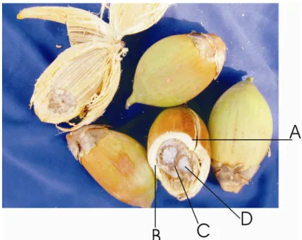 Figura 10: Frutos e corte transversal do fruto do Bacuri, Attalea phalerata Mart. A – Epicarpo  (casca)