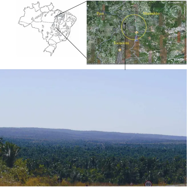 Figura  11:  Imagem  de  uma  Floresta  de  Babaçu,  Orbigynia  ssp,  Babaçual;  e  diagrama  de  localização  de  área  de  exploração  de  recursos  naturais  para  extração  do  Babaçu,  segundo  TOBASA  BIOINDUSTRIAL  S.A.;  com  indicação  de  áreas  