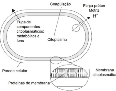 Figura 6 - Principais alvos e mecanismos de ação dos OEs