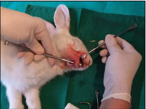 FIGURA 6 – Exposição da fratura mandibular do coelho ao meio bucal 