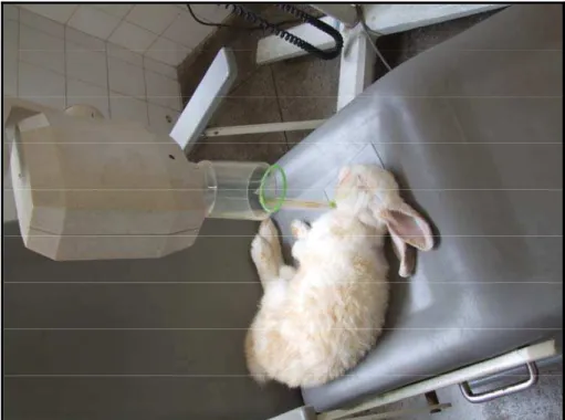 FIGURA 10 – Tomada radiográfica do coelho realizado no aparelho de Raio X  Espectro III 