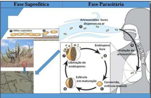 Figura  2  –   Ciclo  biológico  de  Coccidioides  spp.  demonstrando  as  conexões  entre  as  fases filamentosa (Saprofítica) e parasitária