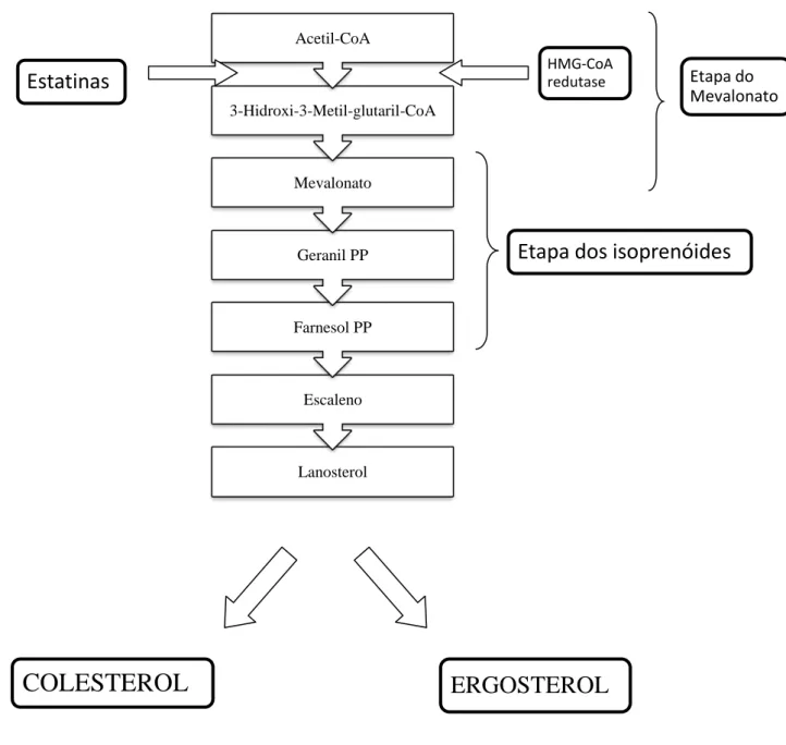 Figura 9 - Biossíntese do ergosterol e do colesterol, mostrando as principais etapas. 