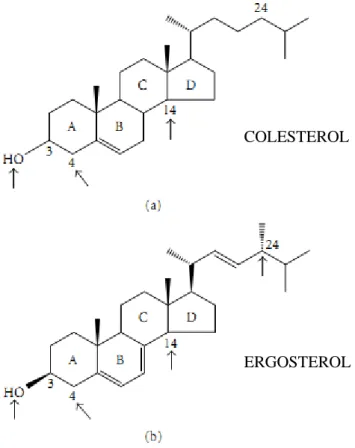 Figura 10 - Estruturas moleculares do colesterol (a) e do ergosterol (b). As setas indicam  partes das moléculas que são importantes para o crescimento celular