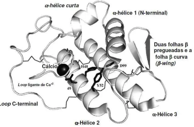 Figura 3  –  Estrutura terciária esquemática de uma fosfolipase A 2  secretória. 
