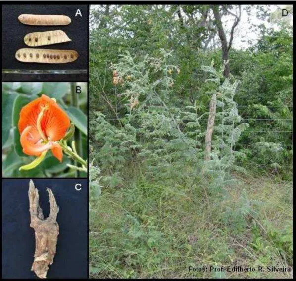Figura 7 - Fotos de diferentes partes de H. brasiliana: (A) sementes, (B) flor, (C) raiz, (D)  espécime completo em seu habitat