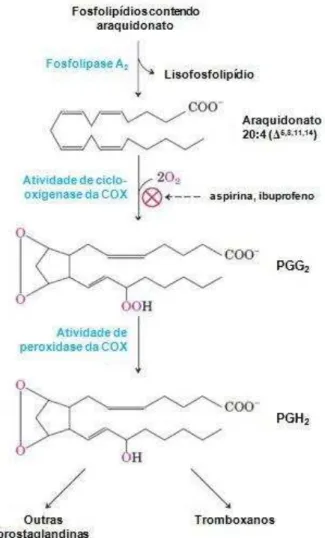 Figura  10  -  Cascata  do  ácido  araquidônico  para  produção  de  prostaglandinas  e  tromboxanos