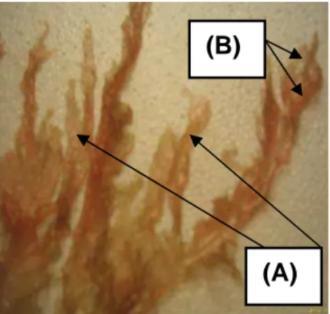 Figura 6.  Alga marinha vermelha Halymenia pseudofloresia. Em destaque o  talo em formato de fita (A) e as regiões dicotômicas (B)