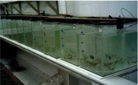 Figura 9.   Vista parcial do sistema de aquários utilizado durante o período  experimental