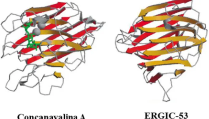 Figura 4 – Estruturas tridimensionais das lectinas de leguminosa Concanavalina A e da lectina  tipo-L ERGIC-53