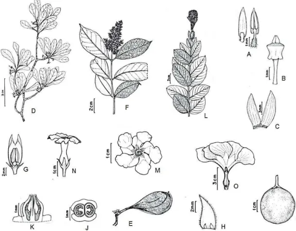 Figura 10 - Características morfológicas de plantas da família Apocynaceae.