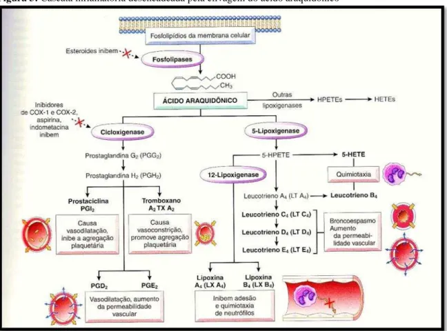 Figura 3: Cascata inflamatória desencadeada pela clivagem do ácido araquidônico 