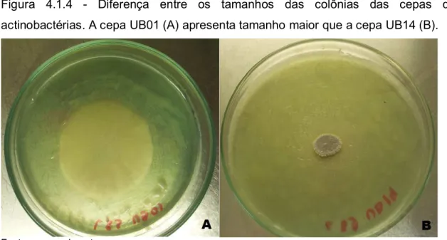 Figura  4.1.4  -  Diferença  entre  os  tamanhos  das  colônias  das  cepas  de  actinobactérias