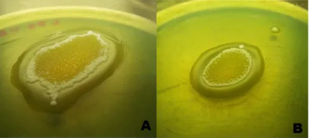 Figura  4.1.6  -  Produção  de  muco  ao redor  da  colônia  das  actinobactérias.  Ao  lado  esquerdo (A) estão interagindo as cepas UB18 e L93 e do lado direito (B) as cepas  UB18 e L86