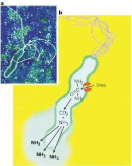 Figura  6  -  Helicobacter  pylori  a)  Micrografia  eletrônica  b)  Representação  esquemática  mostrando  a  forma,  flagelo  polar,  urease,  canal  de  uréia  e  a  produção  de  amônia  (NH 3 ),  a  qual  neutraliza  o  ambiente  ácido  em  amarelo, o