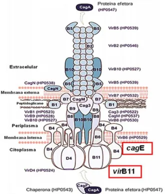 Figura  4:  Modelo  do  Sistema  de  secreção  do  tipo  IV  de  Helicobacter  pylori 