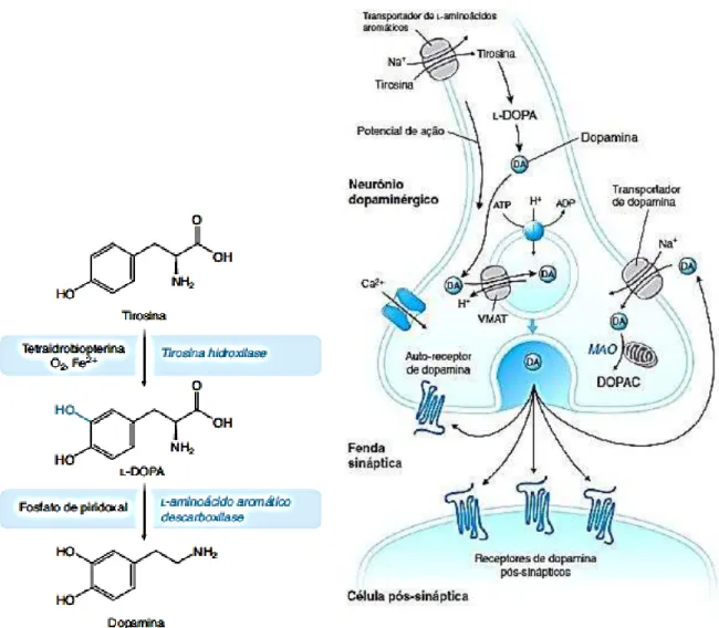 Figura 01 - Síntese de dopamina e neurotransmissão dopaminérgica. 