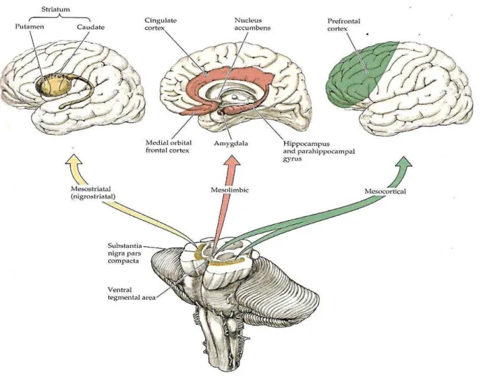 Figura 02  –  Representação esquemática dos dois principais circuitos dopaminérgicos no cérebro  - via nigroestriatal e via mesocorticolímbica