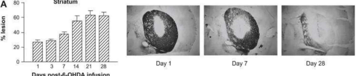 Figura  05  –   Curso  temporal  da  lesão  nigrostriatal  após  injeção  intrastriatal  de  6-OHDA  no  cérebro de ratos