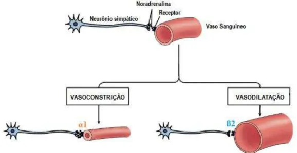 Figura 08  –  Mecanismo neuronal da noradrenalina na vasoconstrição e vasodilatação dos vasos  sanguíneos  