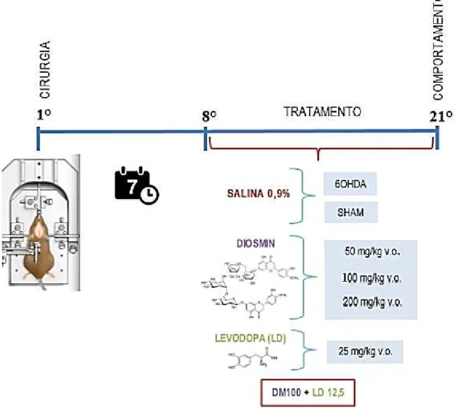 Figura  10  -  Representação  esquemática  temporal  do  procedimento  de  indução  do  parkinsonismo até o comportamento