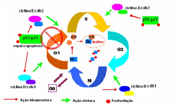 Figura 7- Ação bloqueadora (fase G1/S) da proteína p53 no ciclo celular.  
