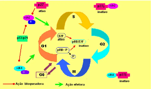 Figura 9- Ação bloqueadora (fase G1/S) da proteína p27 no ciclo celular.  