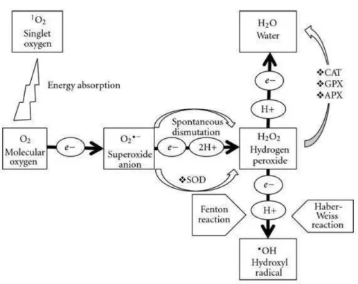 Figura 8 - Representação esquemática da geração de espécies reativas de oxigênio (EROs) em  plantas
