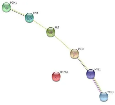 Figura 4. Redes de interação interproteica das proteínas: Myosin Light Chain (MYL1),  Tropomyosin  alpha-1  (TPM1),  Heat  Shock-1  (HSPB1),  Serum  albumin  precursor  (ALB),  Phosphoglucomutase-1  (PGM1),  Triosephosphate  isomerase  (TPI1)  e  Creatine 