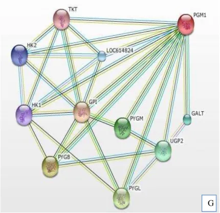 Figura  5.  Redes  de  interação  interproteica  das  proteínas  que  foram  diferencialmente  expressas  no  músculo  Longissimus  dorsi ,  obtidas  com  base  no  banco  de  dados  STRING,  mostrando  as  interações  no  modo  evidência  (A)  Miosina  de