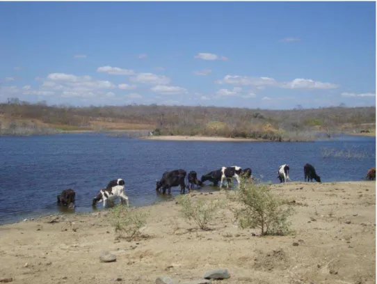 Figura 2.1  –  Foto da presença do gado na margem do açude Mel, prática de pecuária extensiva,  Ceará, abril/2010