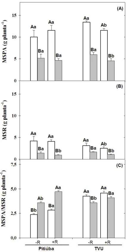 Figura  2  –   Matéria  seca  da  parte  aérea  (MSPA,  A),  matéria  seca  das  raízes  (MSR,  B)  e  relação MSPA/MSR (C) de plantas de feijão de corda Pitiúba (tolerante à salinidade) e TVu  (sensível  à  salinidade),  não  inoculadas  ( – R)  e  inocul