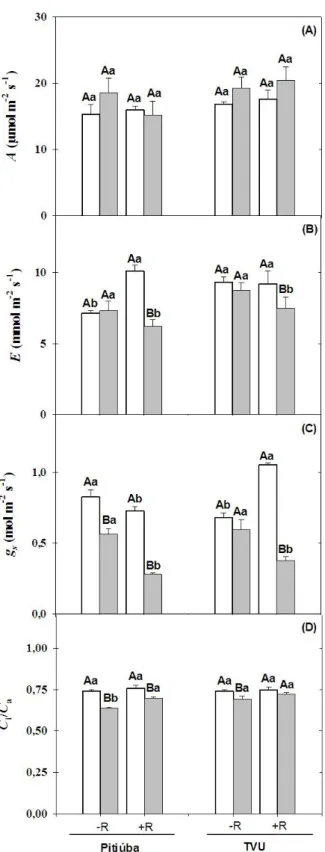 Figura 4  –  Fotossíntese (A, A), transpiração (E, B), condutância estomática (g s , C) e relação  entre  as  concentrações  internas  e  externas  de  CO 2  (C i /Ca,  D) de  plantas  de  feijão  de  corda  Pitiúba  (tolerante  à  salinidade)  e  TVu  (se
