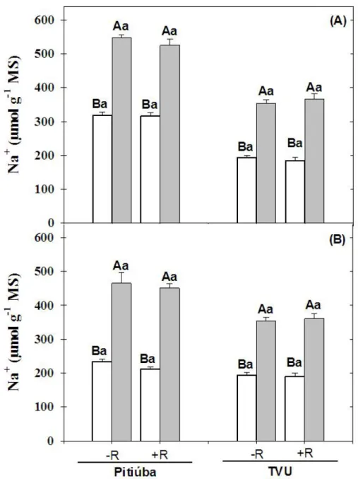 Figura 8  –  Teores de Na +  na parte aérea (A) e nas raízes (B) de plantas de feijão de corda  Pitiúba  (tolerante  à  salinidade)  e  TVu  (sensível  à  salinidade),  não  inoculadas  ( – R)  e  inoculadas  com  a  estirpe  SEMIA  6461  de  Bradyrhizobiu