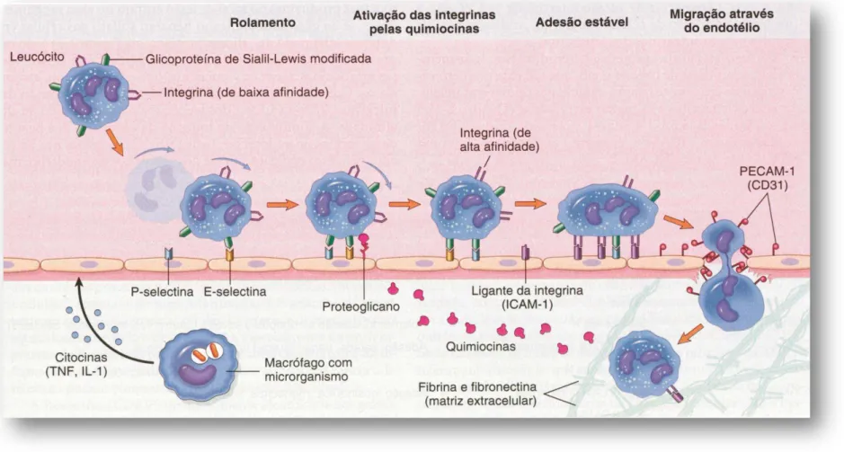 Figura 1 - Etapas do processo de migração leucocitária dos vasos sanguíneos para o local da inflamação.