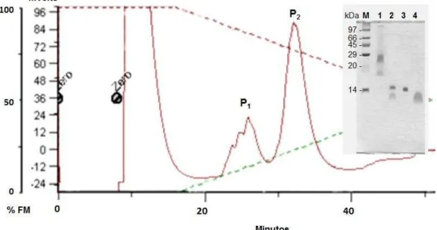 Figura 7 - Cromatografia líquida de alta eficiência em coluna de fase reversa de  Mo-CBP 4 