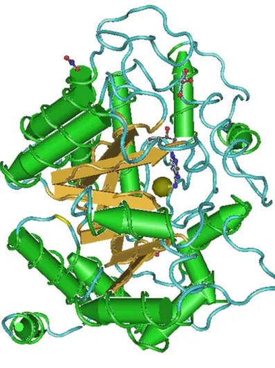 Figura 4 – A. Estrutura em 3D da ADA1. B. Localização do gene que codifica a isoenzima ADA1