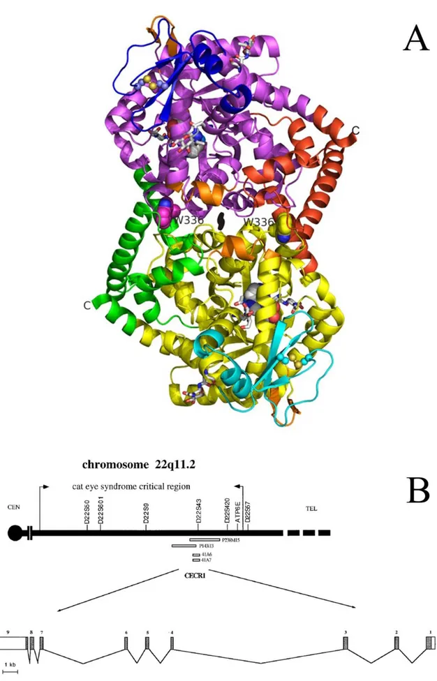 Figura 7  –  A. Estrutura em 3D da ADA2. B. Localização do gene que codifica a isoenzima ADA2